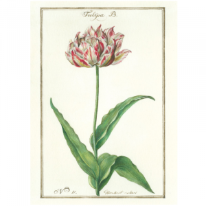 Tulipán Tarjeta Doble + Sobre