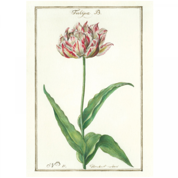Tulipán Tarjeta Doble + Sobre
