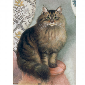 Maine Coon Tarjeta Doble + Sobre