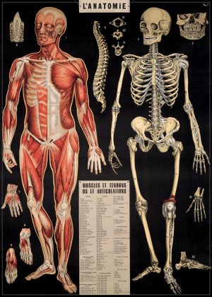 Póster L'Anatomie