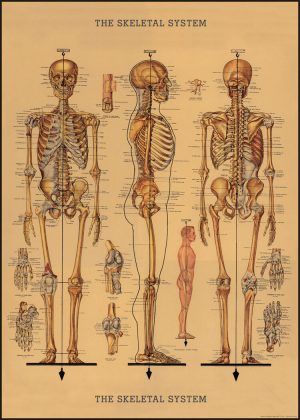 Póster The Skeletal System