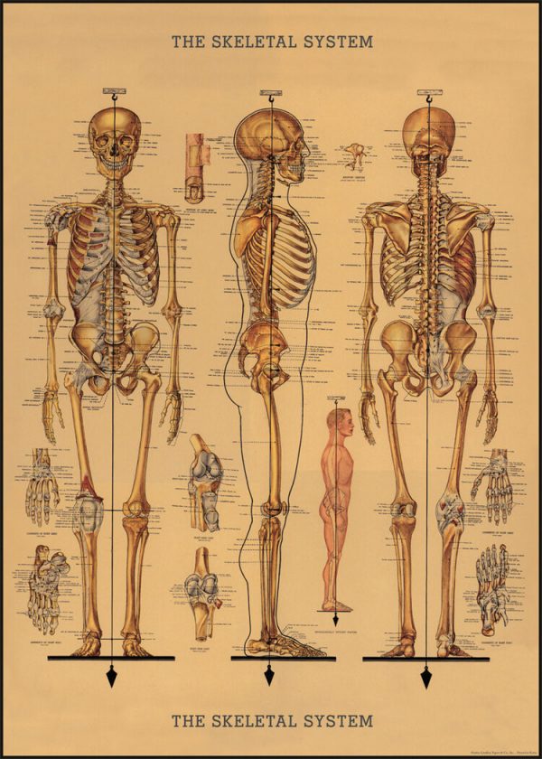 Póster The Skeletal System