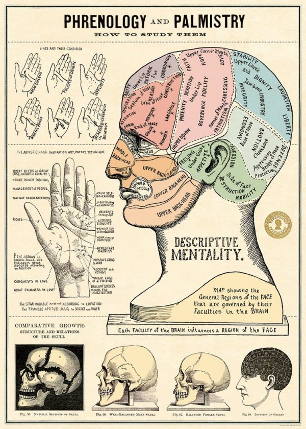 Póster Phrenology and Palmistry