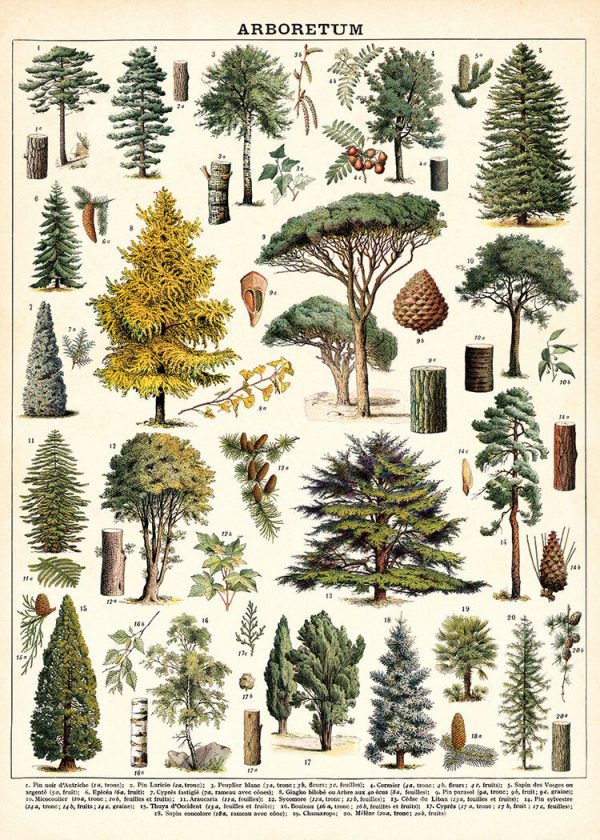 Póster Arboretum