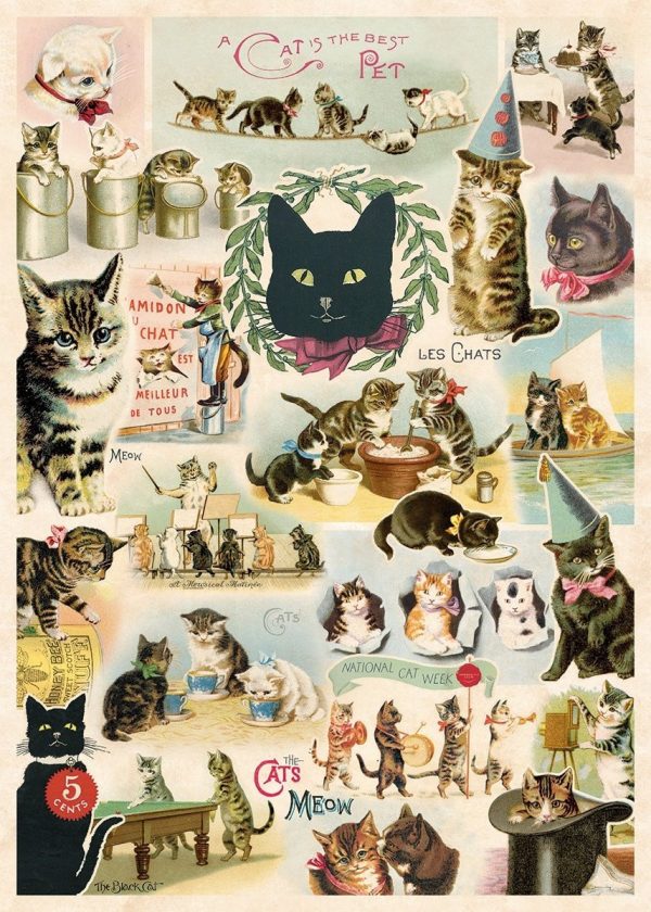 Póster Gatos