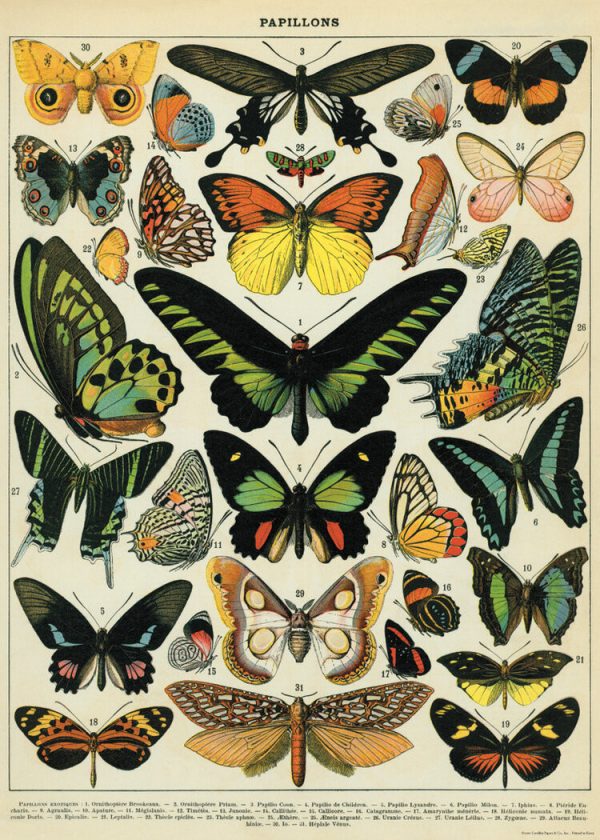 Póster "Papillons" mariposas