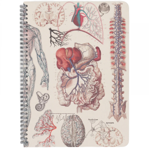 Cuaderno Anatomía Vascular A4 Espiral