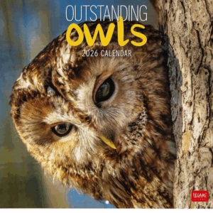 Calendario Pared 2026 Outstanding Owls
