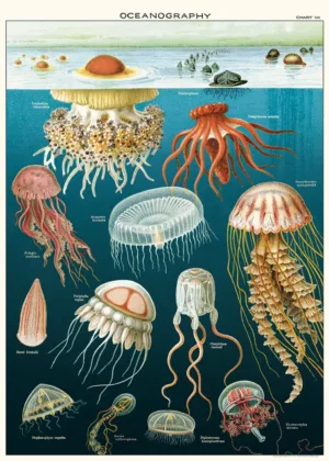 Póster Jellyfish "Medusas"